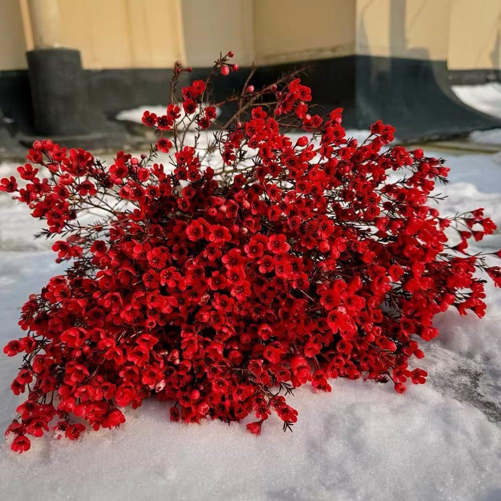 Chamelaucium Uncinatum Hecken Sträucher Winterhart Blühend Ausgefallene Geschenke Minigarten Für Sonnige Plätze Exotische Bio Grünpflanzen Garten Baumsamen Bonsai Zimmerpflanze 25Samen