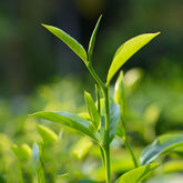 Teepflanze, Grüner Tee Zimmerpflanzen Immergrüne Teebaum Exotische Bio Grünpflanzen Garten Baumsamen Bonsai Balkonpflanzen Frühlingsblumen Bonsaibaum Kletterpflanzen Herbstpflanzen Für 60Samen