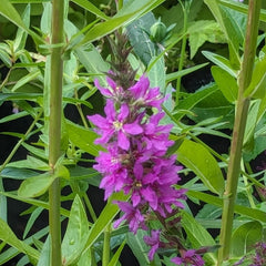 Magic Garden Seeds - Blut-Weiderich Saatgut - Lythrum Salicaria - Ca. 2000 Samen | Mehrjährige Wildstaude Für Feuchtgebiete & Teichränder | Insektenfreundliche Uferpflanze | Winterhart