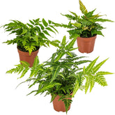 Bloomique - 3Er Set - Farne Winterhart Für Garten - Gartenpflanze - Immergrün - Stauden - Höhe 20-30 Cm - Topf 12 Cm