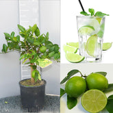 SAVINI VIVAI Zitruspflanze Tahiti-Limette Im 20 Cm Topf, Höhe 70 Cm, 2-3 Jahre Veredelung, Hergestellt in Italien