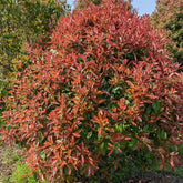 Glanzmispel Red Robin, Gartenblumen Blühende Winterhart Züchten, Kletterpflanzen Blühend 1000Samen