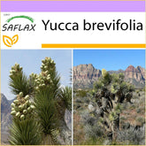 SAFLAX - Joshua Tree - 10 Samen - Yucca Brevifolia