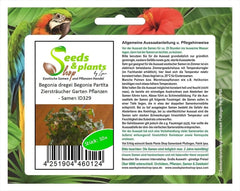 Stk - 10X Begonia Dregei Begonia Partita Ziersträucher Garten Pflanzen - Samen ID329 -