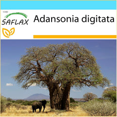SAFLAX - Geschenk Set - Afrikanischer Affenbrotbaum - 6 Samen - Mit Geschenk- / Versandbox, Versandaufkleber, Geschenkkarte Und Anzuchtsubstrat - Adansonia Digitata