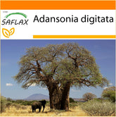 SAFLAX - Garden in the Bag - Afrikanischer Affenbrotbaum - 6 Samen - Mit Anzuchtsubstrat Im Praktischen, Selbst Aufstellenden Beutel - Adansonia Digitata
