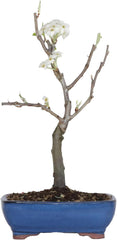 KENTIS - Birnenbonsai - Pyrus Domestica - Echter Dekorativer Freilandbonsai - Echte Obstpflanzen - H 43-50 Cm Topf Ø 21 Cm
