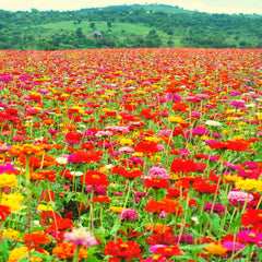 Amestec de semințe de Zinnia (Zinnia) - Flori de vară colorate pentru stratul de grădină, balcon, terasă și ca flori tăiate în vaze