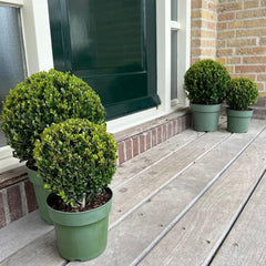 Plants by Frank | Echte Stechpalme Kugel | 1X Ilex Crenata 'Jenny' 20 Cm & 1X Kugel 25 Cm | Set Von 2 Stück | 20-25 Cm Ø Durchmesser | Buchsbaum Ersatz | Gartenpflanzen | Buchsbaum