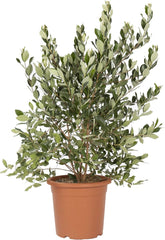KENTIS - Feijoa Acca Sellowiana - Echte Obstpflanzen Für Den Außenbereich - Immergrüne Gartenpflanze - H 100/125 Cm Kulturtopf Ø 24 Cm