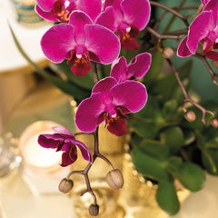 Kolibri Orchids | Lila Phalaenopsis-Orchidee - Morelia + Diamant-Dekotopf Gold - Topfgröße Ø9Cm - 35Cm Hoch | Blühende Zimmerpflanze - Frisch Vom Züchter