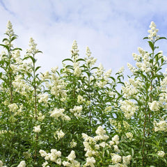 Liguster, Ligustersamen Seltene Gartendeko Für Draußen Liguster Schnell Wachsende Sträucher Winterharte Garten Deko Gartenpflanzen Winterhart Mehrjährig Pflanzensamen Bodendecker 60Samen