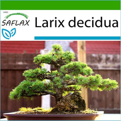 SAFLAX - Bonsai - Europäische Lärche - 75 Samen - Mit Keimfreiem Anzuchtsubstrat - Larix Decidua