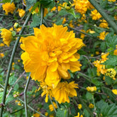 Kerria Japonica, Gartendeko Für Draußen Ranunkelstrauch, Schnittblumen Geschenke Für Gärtner Steingartenpflanzen Winterhart Hecken 200Samen