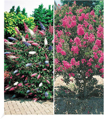 BALDUR Garten Flieder-Hecke, 1 Pflanze, Edelflieder Fliedertraum Blüten-Hecke, Sichtschutz, Syringa Vulgaris, Winterhart & Anspruchslos, Schnittblume, Blühend