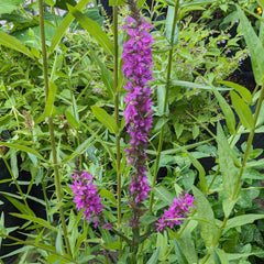 Magic Garden Seeds - Blut-Weiderich Saatgut - Lythrum Salicaria - Ca. 2000 Samen | Mehrjährige Wildstaude Für Feuchtgebiete & Teichränder | Insektenfreundliche Uferpflanze | Winterhart