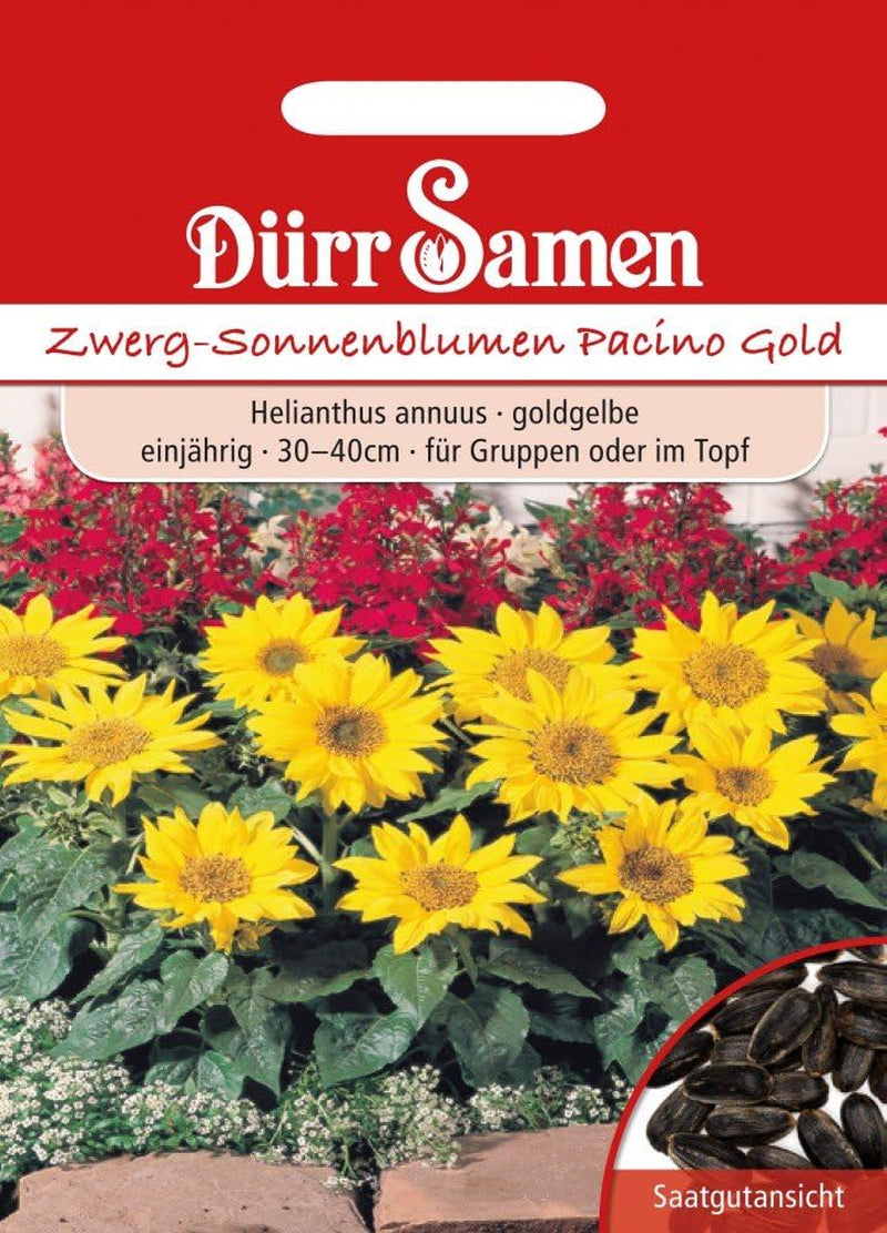 Dürr Samen 0977 Zwergsonnenblumen Pacino Gold (Zwergsonnenblumensamen)