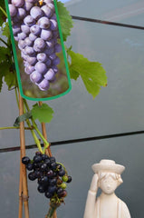 Weinrebe Regent 80 Cm Hoch Im 3 Liter Pflanzcontainer