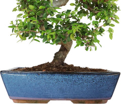 KENTIS - Zelkova Bonsai Baum Echt - Zelkoven Gartenbonsai Und Zimmerbonsai - H 45/55 Cm Topf 27,5 Cm