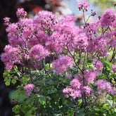 Thalictrum Aquilegifolium Exotische Winterhart Küchenkräuter Balkonpflanzen Mehrjährig Blumenwiese, Gartendeko Für Draußen 300Samen