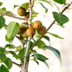 KENTIS - Birnenbonsai - Pyrus Domestica - Echter Dekorativer Freilandbonsai - Echte Obstpflanzen - H 43-50 Cm Topf Ø 21 Cm