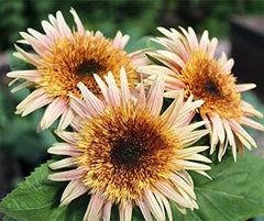 La Verde MEIN GARTEN UND ICH. Astra Rose Sonnenblumen Samen Für Ca. 50 Pflanzen, Blumensamen Halb Gefüllt Und Lang Blühend, Saatgut Ohne Gentechnik