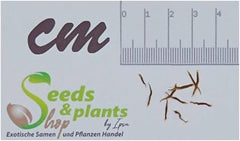 Stk - 10X Hechtia Montana Bromelie Garten Pflanzen - Samen ID577 -