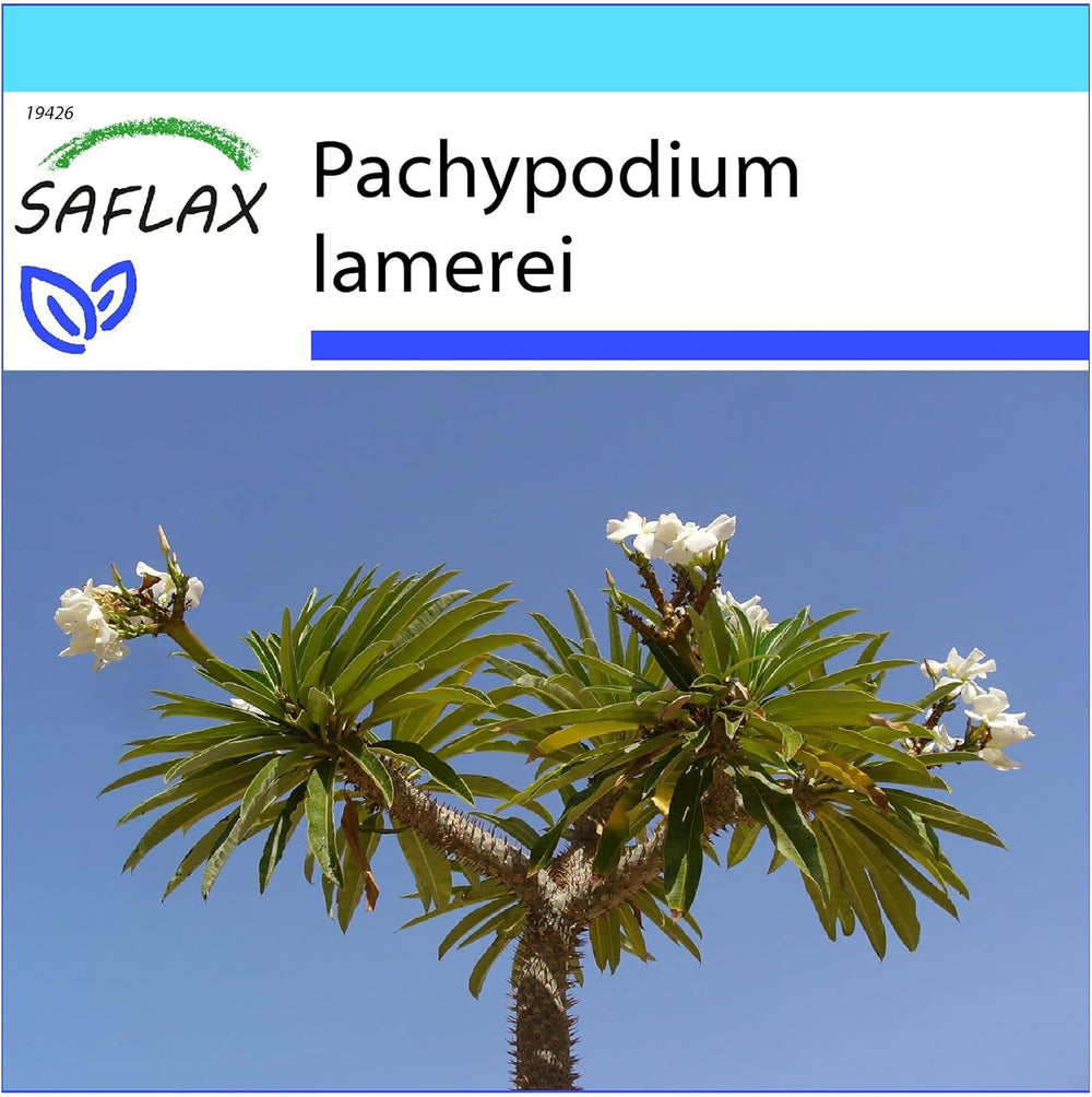 SAFLAX - Geschenk Set - Kakteen - Madagascar - Palme - 10 Samen - Mit Geschenk- / Versandbox, Versandaufkleber, Geschenkkarte Und Anzuchtsubstrat - Pachypodium Lamerei