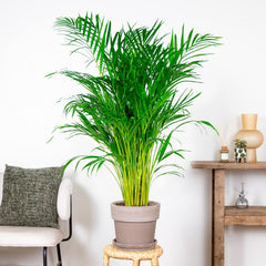 Bloomique - Dypsis Lutescens - Goldfruchtpalme - Areca Palme - Zimmerpflanzen Groß - Pflegeleicht - Haustierfreundlich - Höhe 100-120 Cm - Topf 21 Cm