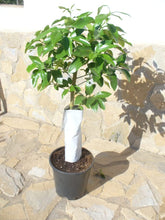 Grapefruit (Citrus - Paradisi) Ein Junger Baum Mit Dickem Stamm