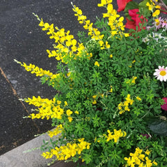 Ginster, Für Sonnige Plätze Cytisus Scoparius, Balkonpflanzen Nachhaltige Geschenke Steingartenpflanzen Winterhart Garten Geschenke Für Frauen 80Samen