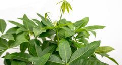 Trendyplants - Pachira Aquatica - Geldbaum - Zimmerpflanze - Höhe 130-150 Cm - Topfgröße Ø24Cm