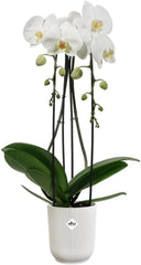 elho Vibes Fold Orchid High 12.5cm – Ghiveci pentru orhidee de interior – Ghivece de flori de interior – Plastic 100% reciclat – Alb/Alb mătăsos