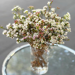 Chamelaucium Uncinatum - Gartenpflanzen Winterhart Mehrjährig Minigarten Für Sonnige Plätze Schnell Wachsende Sträucher Garten Baumsamen Bonsai Luftreinigende Zimmerpflanzen Bonsaibaum 55Samen
