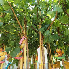 Aprikosenbaum Pellecchiella Obstbaum Im Topf 20 Cm Höhe Ca. 170 Cm – Alter 2 Jahre - Italienische Gärtnerei
