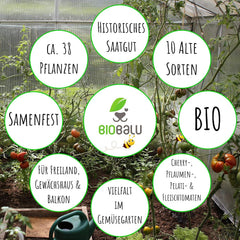 Tomatensamen Bio - 10 Alte Sorten in Einzelpackungen - Historisches Saatgut Set Tomaten, Saatgut Raritäten in Bioqualität, Samenfeste & Seltene Tomatensorten Für - Geschenkset