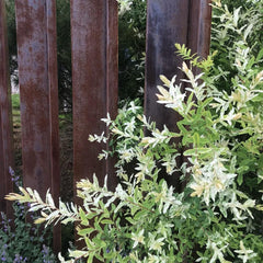 Harlekinweide - Garten Salix Integra - Schnell Wachsende Sträucher Baumsamen Sträucher Winterhart Gartenarbeit Geschenk Hochbeet Topfpflanzen Draußen Winterhart 20Samen