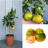 SAVINI VIVAI Mandarinenpflanze, Zitrusbaum, Frühe Mandarine Satsuma Miyagawa Im 20 Cm Topf, Höhe 70 Cm, 2-3 Jahre Veredelung, Hergestellt in Italien