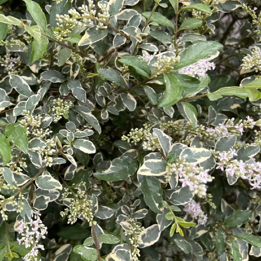 Liguster, Ligustersamen Winterharte Garten Deko Liguster Gartenblumen Sträucher Winterhart Blühend Schnell Wachsende Sträucher Gartenpflanzen Winterhart Mehrjährig Garten Bonsai Herbst 400Samen