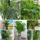 Goldfruchtpalme, Sträucher Dypsis Lutescens, Stauden Winterhart Mehrjährig Exotische Blumensamen Exotische Winterhart Zimmerpflanzen 25Samen