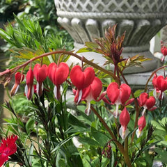 Tränendes Herz, Dicentra Spectabilis - Wildblumen Exotische Blumenbeet Seltene Zimmerpflanzen Frühlingsblume Winterharte Kübelpflanzen Büropflanzen Herbstpflanzen Wiesensaatgut Garten 160Samen