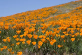 1000 de semințe de mac californian (Eschscholzia californica), pajiște cu flori sălbatice, pășune cu albine.