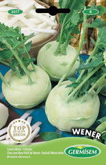 Kohlrabi WENER WHITE EC3017 Mehrfarbig