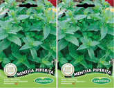 Pfefferminze MENTHA PIPERITA, Mehrfarbig, EC1109 (Packung Mit 2)