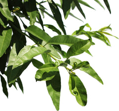 KENTIS - Mandelbaum - Prunus Dulcis - Echte Freilandpflanzen - Obstpflanze - Kulturtopf Ø 28 Cm