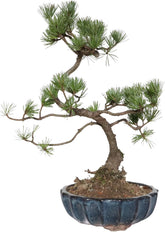 KENTIS - Kiefernbonsai - Pinus Parviflora Pentaphylla - Echter Dekorativer Freilandbonsai - Echte Pflanzen - H 35-45 Cm Topf Ø 17 Cm