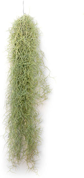 Air Plant Tillandsien Usneoides - Feenhaar Weiß - Tillandsien Hängend – Hängepflanze – Hängedeko - Luftpflanzen Hängend - Feenhaar Weiß - Pflanze Ohne Erde (1, 20-30 Cm)