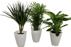Dominik Blumen Und Pflanzen, Zimmerpflanzen Set Aus 1X Diefenbachie, 1X Zimmerpalme Und 1X Drachenbaum (Dracaena Marginata), 10-12 Cm Topf