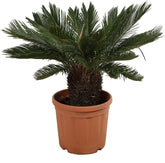 KENTIS - Cycas Revoluta Zwergpalme - Echte Palme Für Den Außenbereich Gartenpflanze - Hoch 100-125 Cm Topf Ø 30 Cm