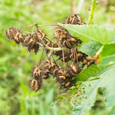 Rizinus, Seltene Alte Sorten Rizinussamen, Pflanzensamen, Wildkräuter Bio Kräuterpflanzen Garten Balkon 50Samen